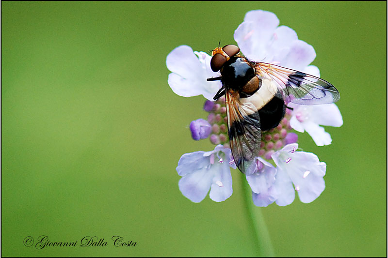 Identificazione mosca 